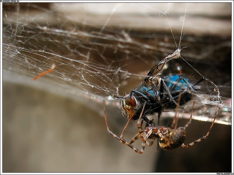 photo "LuncH" tags: macro and close-up, nature, insect