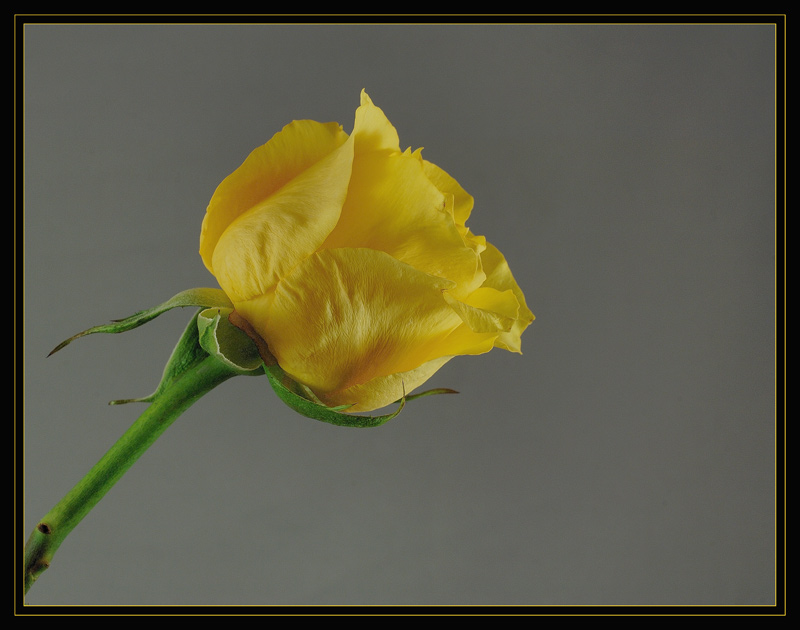 photo "Rose" tags: nature, 