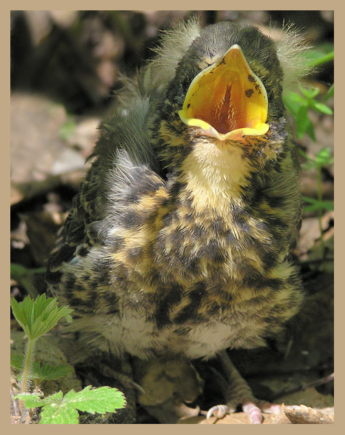 photo "I'm hungry" tags: nature, wild animals