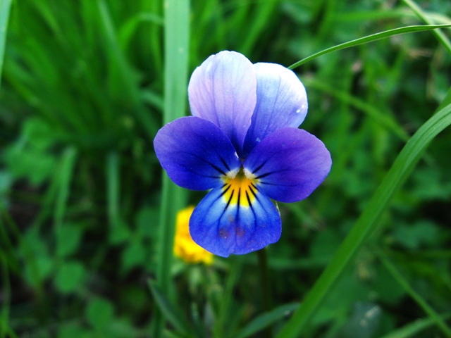 photo "***" tags: nature, flowers