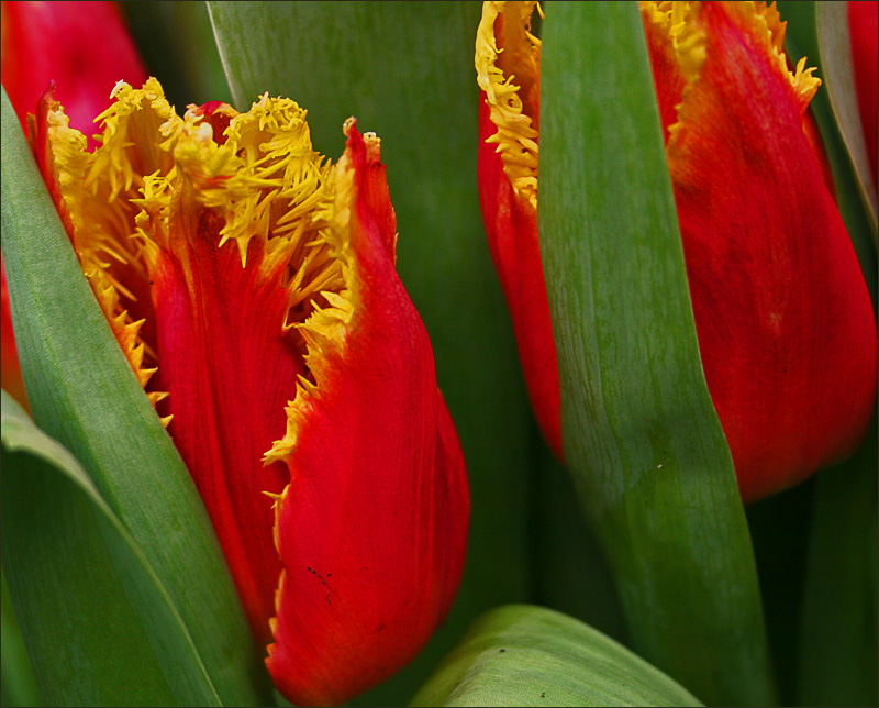 photo "Secrets of tulips" tags: nature, flowers