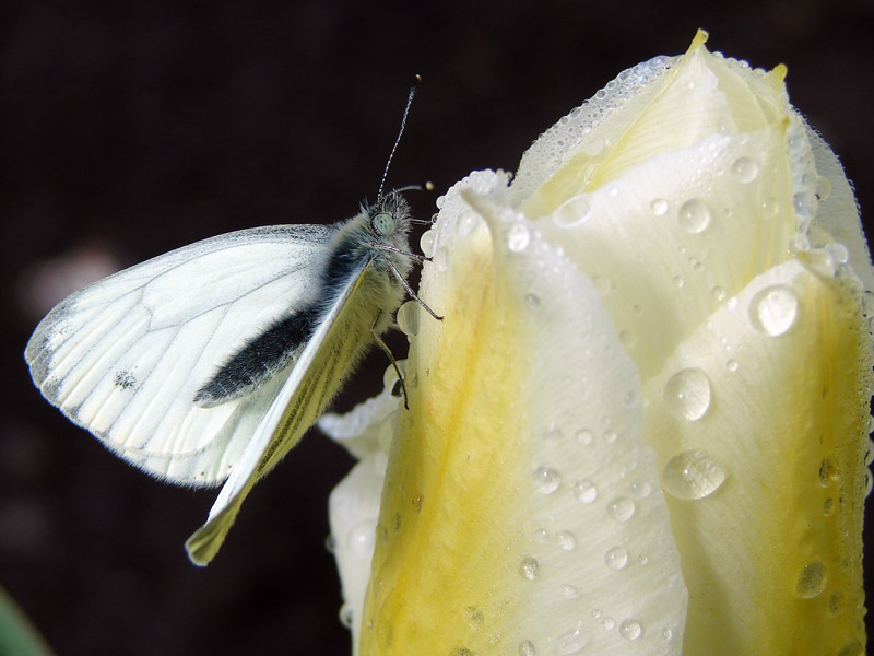 фото "Дождусь открытия" метки: природа, макро и крупный план, насекомое