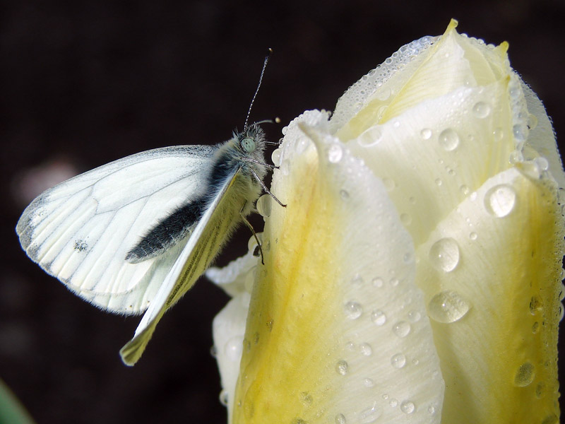 photo "***" tags: nature, macro and close-up, insect