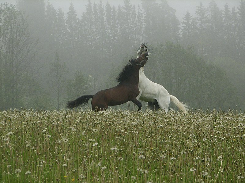 photo "'Equus Caballus - Part I'" tags: nature, landscape, pets/farm animals