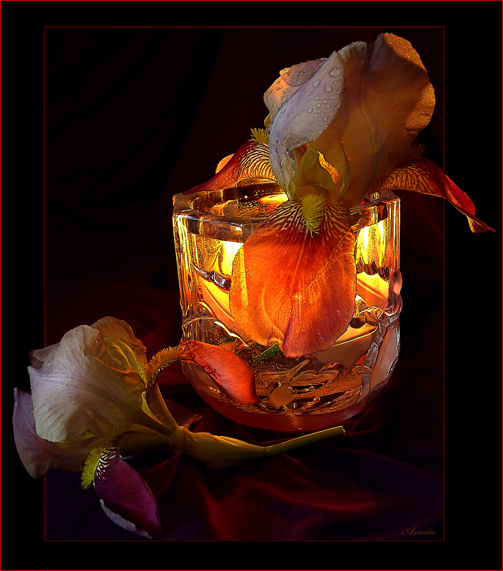 photo "Iris, fire and water." tags: nature, still life, flowers