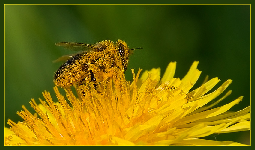 photo "***" tags: macro and close-up, nature, insect