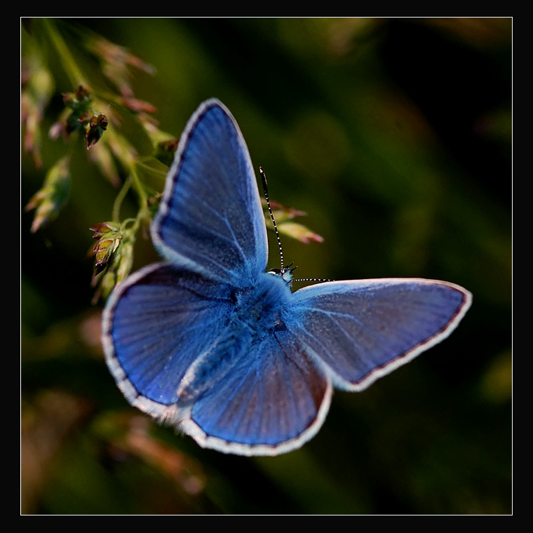 фото "Green and blue" метки: макро и крупный план, 