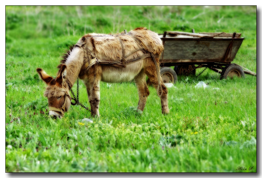 photo "***" tags: nature, pets/farm animals