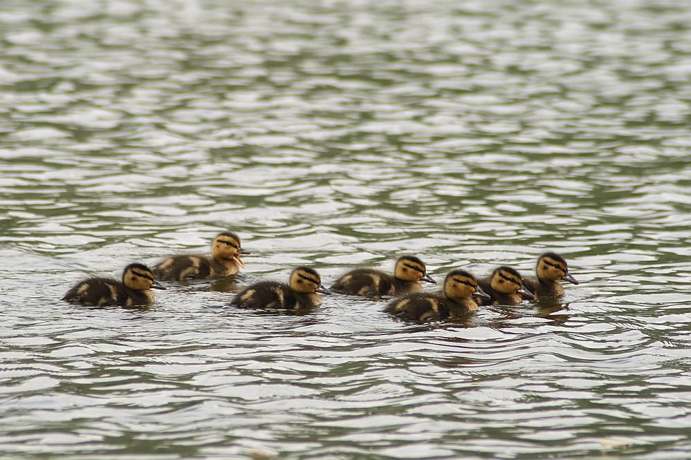 photo "***" tags: nature, wild animals