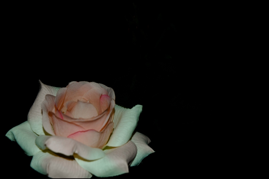 photo "An Early Rose" tags: nature, flowers