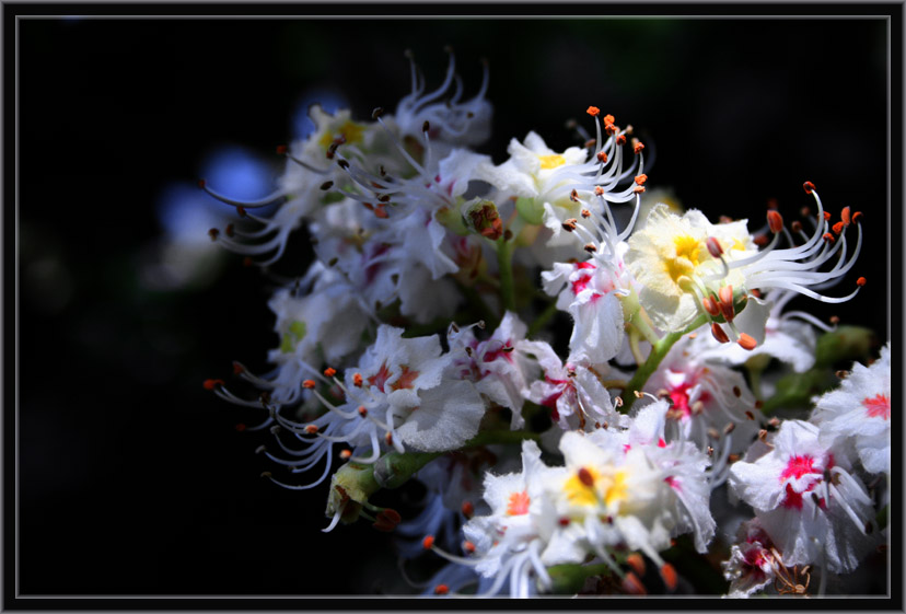 photo "***" tags: nature, flowers