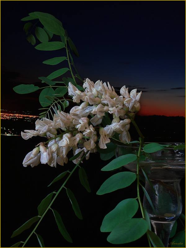 фото "Белой акации...гроздь" метки: природа, фотомонтаж, цветы