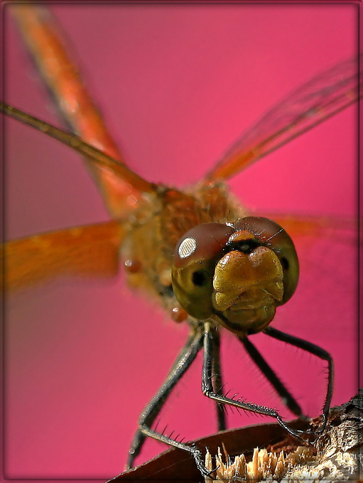 photo "While roses :}" tags: macro and close-up, nature, insect