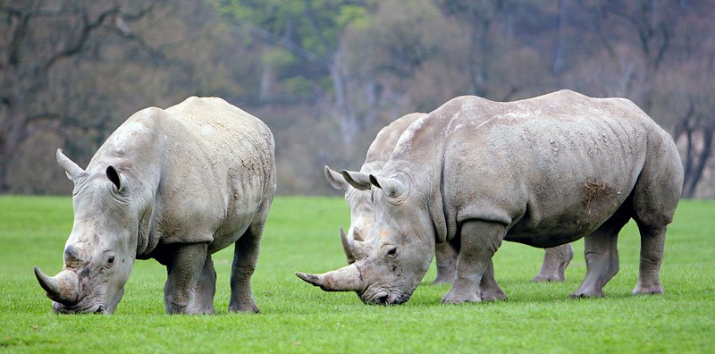 photo "Rhinos" tags: nature, wild animals