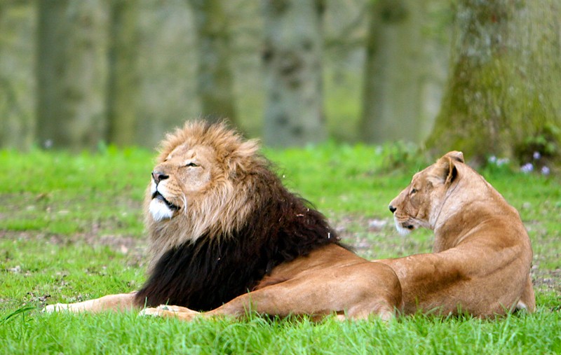 photo "Lions" tags: nature, wild animals