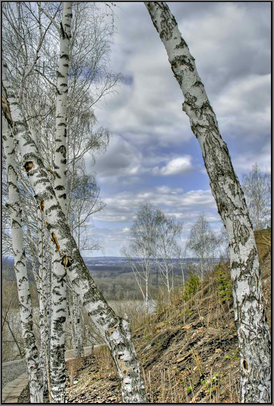 фото "Уфимские березы..." метки: пейзаж, весна