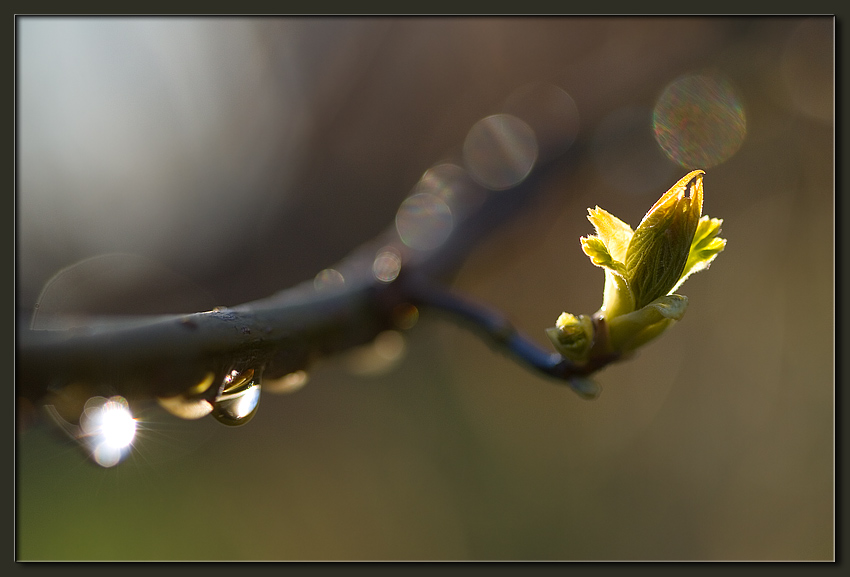 photo "After Rain" tags: landscape, nature, flowers, spring