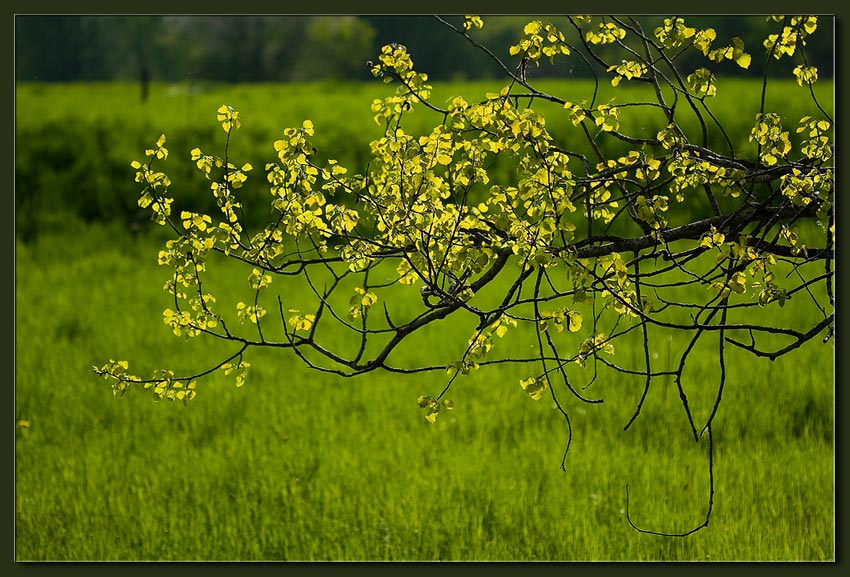 photo "Green on Green" tags: nature, landscape, flowers