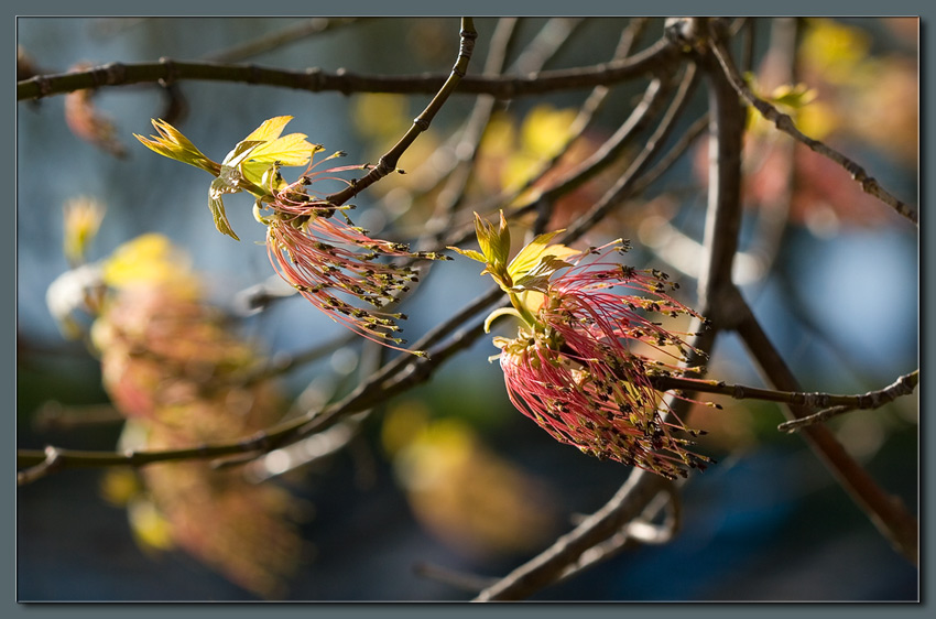 photo "spring sketch" tags: landscape, nature, flowers