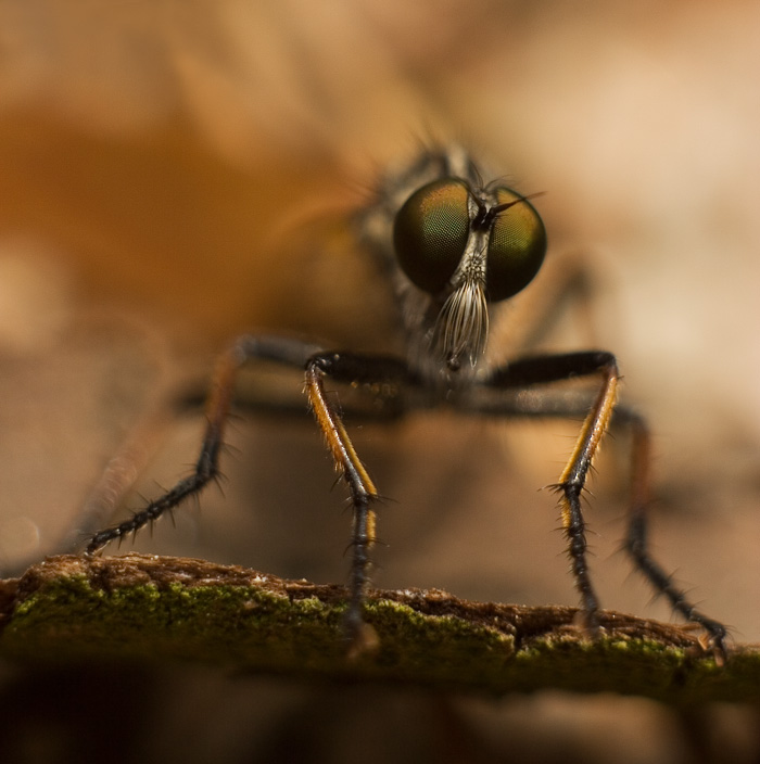 photo "... I'm watching YOU ..." tags: macro and close-up, 