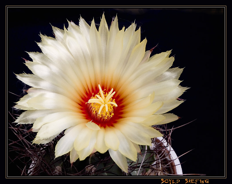 photo "Cactus KING" tags: nature, macro and close-up, flowers