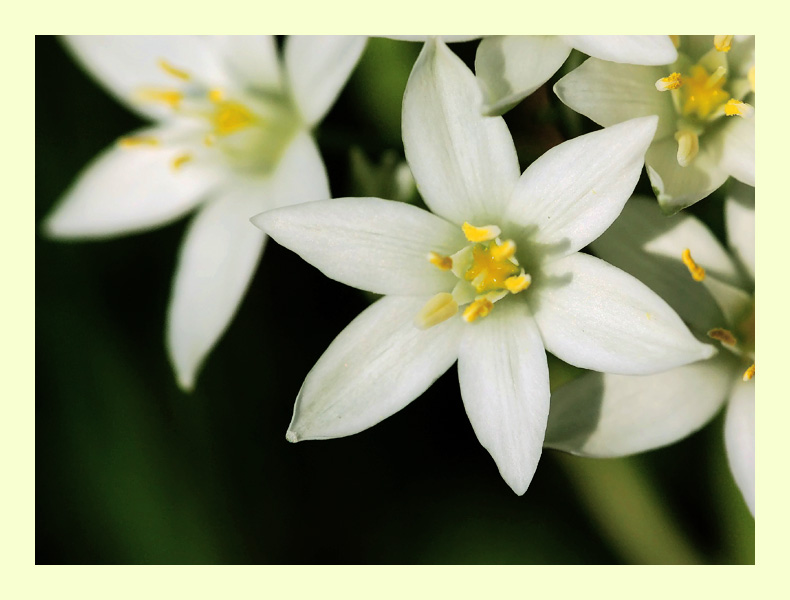 фото "Pearly white" метки: макро и крупный план, 