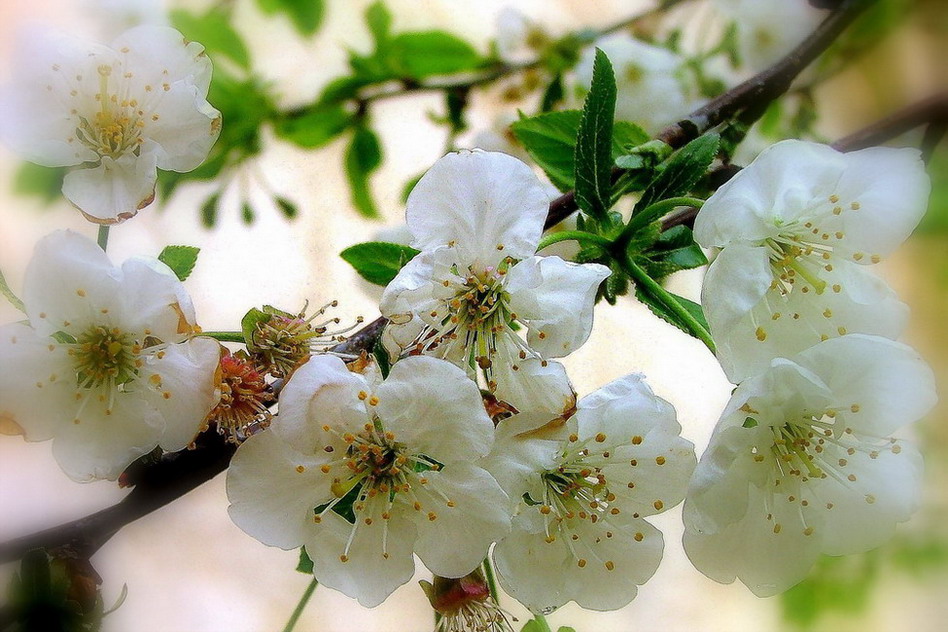 фото "White and pure!" метки: природа, макро и крупный план, цветы