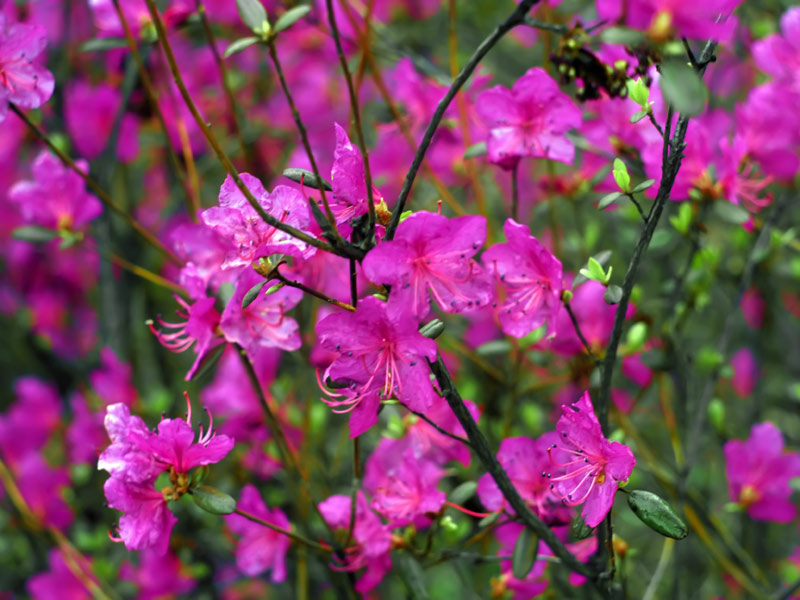 photo "***" tags: nature, flowers