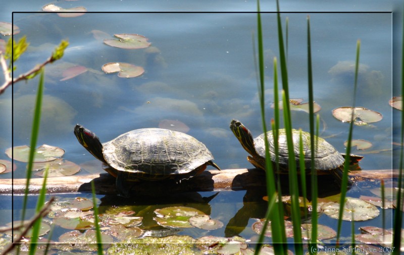 photo "Turtles" tags: nature, wild animals