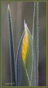 фото "Dew Frame" метки: природа, макро и крупный план, цветы