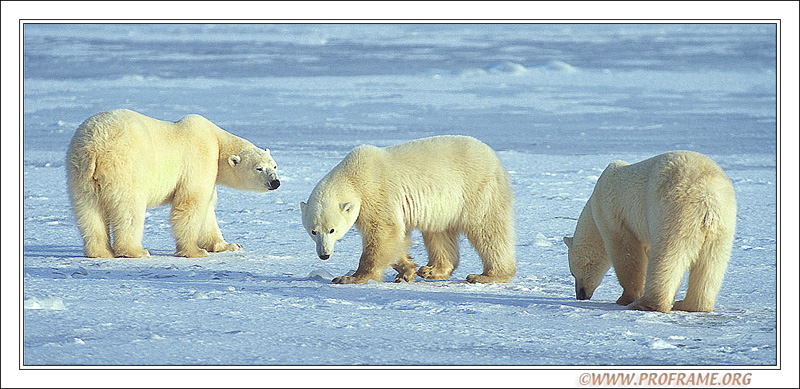 photo "Polar Trio" tags: nature, travel, North America, wild animals