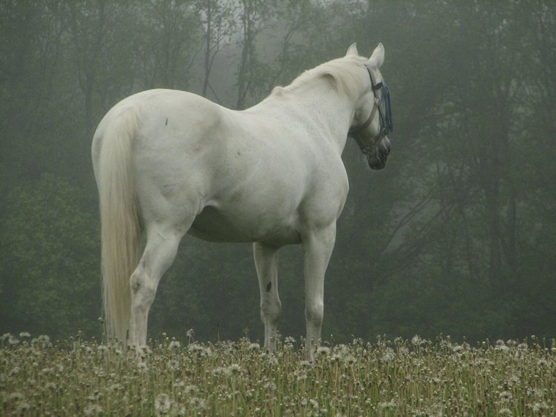 photo "'Equus Caballus - Part II'" tags: nature, landscape, forest, pets/farm animals