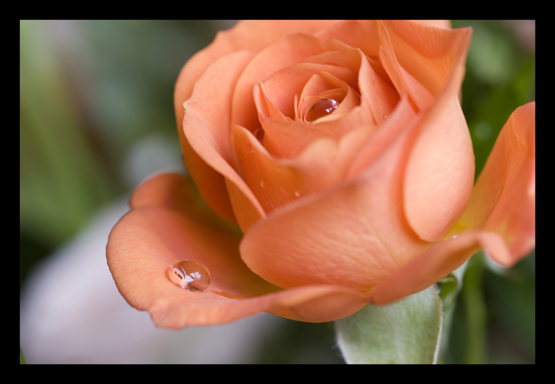 photo "Tear" tags: nature, macro and close-up, flowers