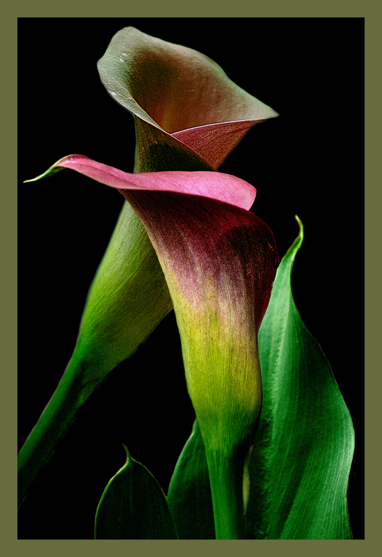 photo "calla" tags: nature, flowers