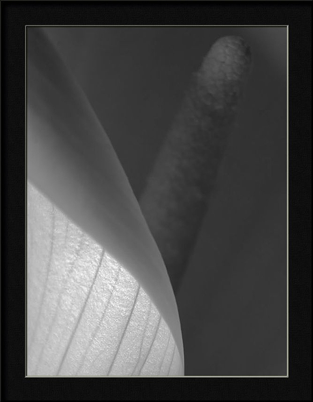 фото "Zantedeschi eroticii" метки: природа, цветы
