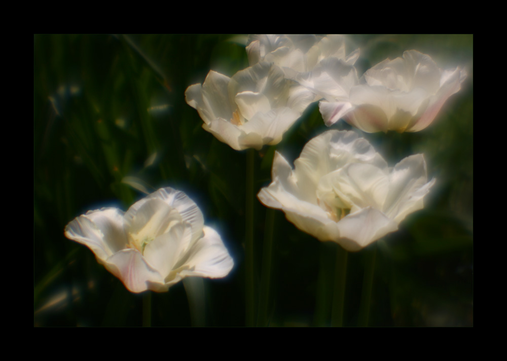 photo "monocle" tags: nature, flowers