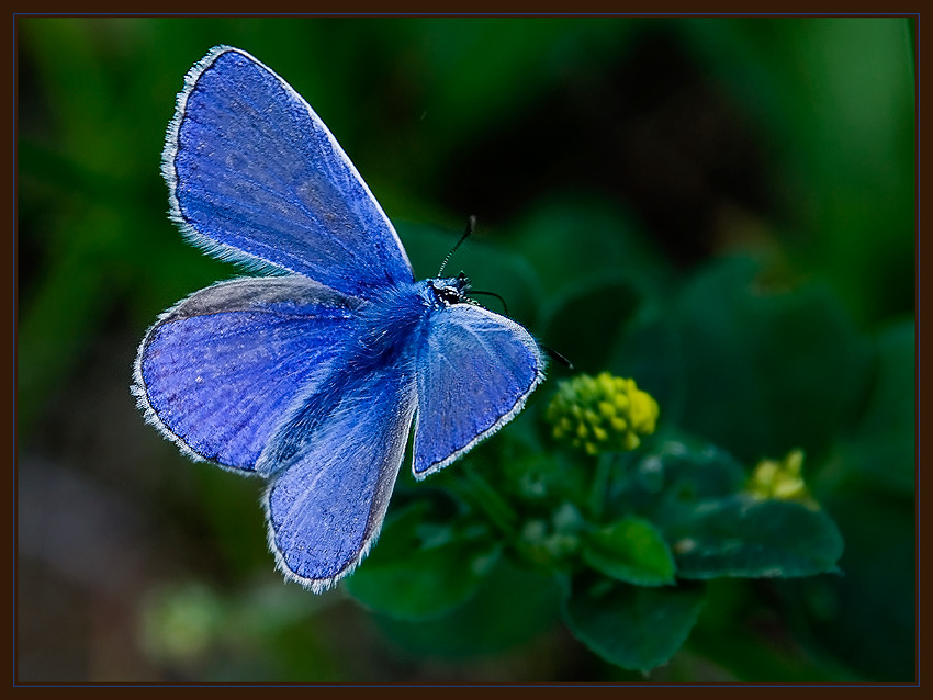 photo "***" tags: nature, macro and close-up, insect