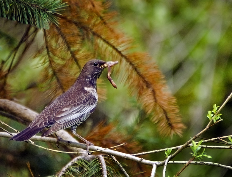 photo "Прежде обеда" tags: nature, wild animals