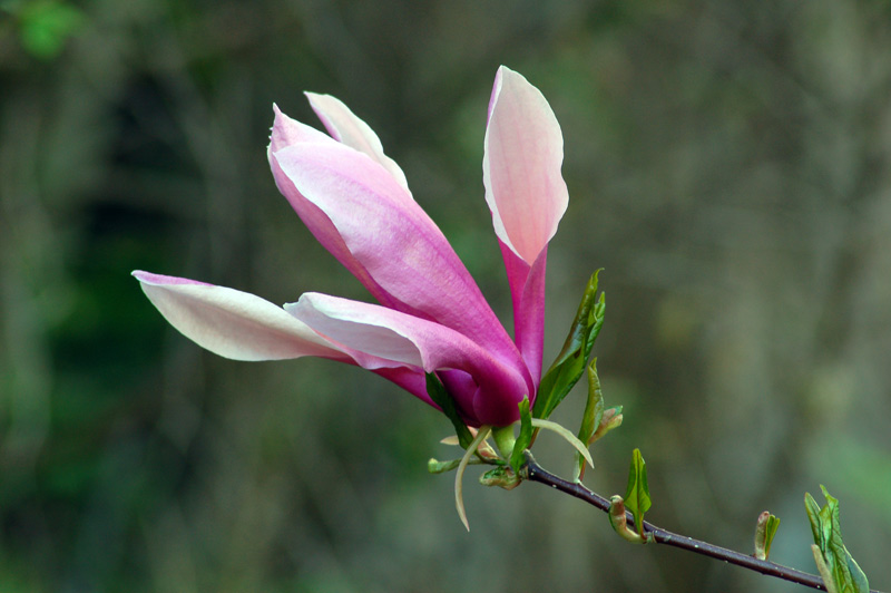 фото "Magnolia" метки: природа, цветы