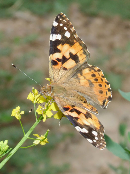 photo "***" tags: nature, insect