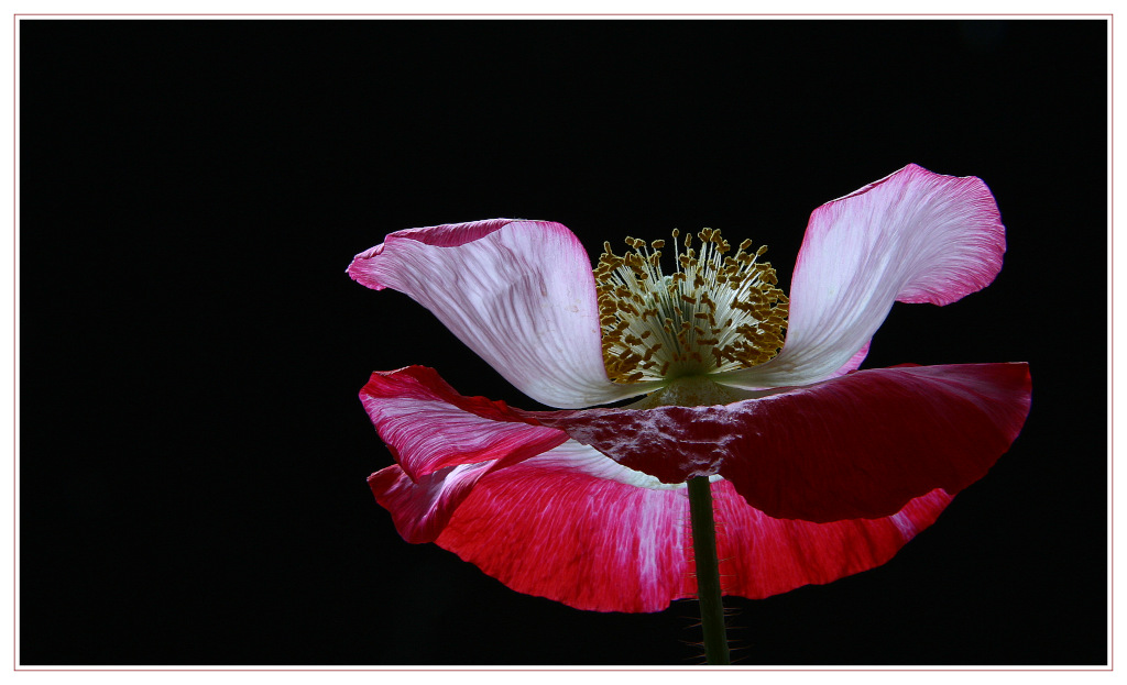 photo "poppy flower" tags: nature, flowers