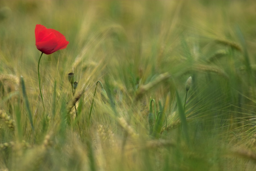 photo "alone" tags: nature, landscape, flowers, spring