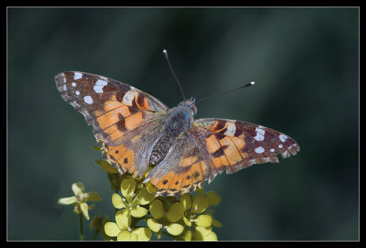 photo "***" tags: macro and close-up, nature, insect