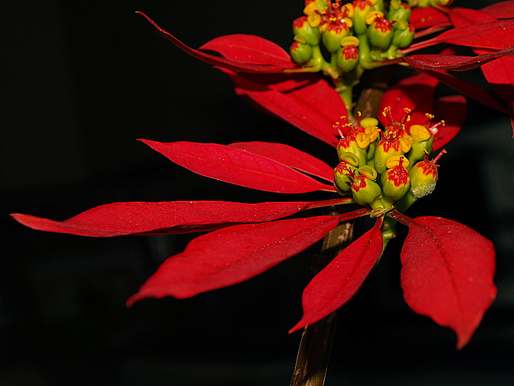 photo "The Beautiful Naure..." tags: nature, flowers