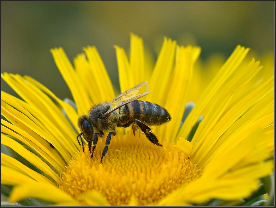 photo "Worker" tags: nature, macro and close-up, insect