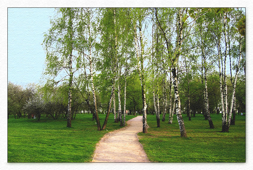 photo "Through birches" tags: landscape, forest, spring