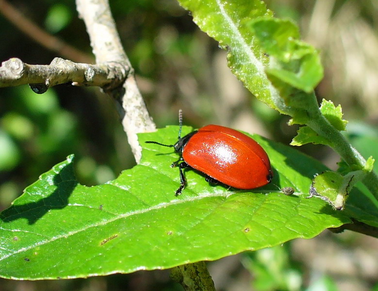 photo "***" tags: nature, macro and close-up, insect