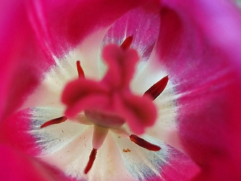 photo "***" tags: nature, macro and close-up, flowers