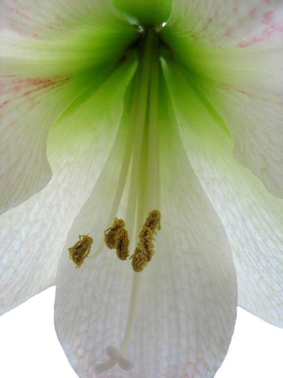 photo "Soul of flower" tags: nature, macro and close-up, flowers