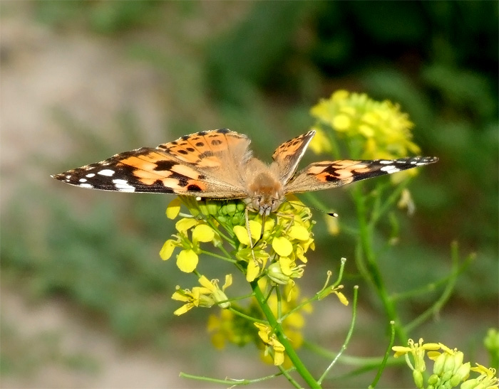 photo "***" tags: macro and close-up, 